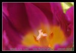 DSC_0287C2