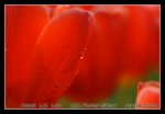DSC_0306C2