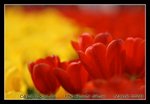 DSC_0358C2