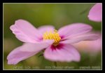DSC_0371C2