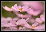 DSC_0388C2