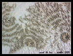 interesting sand formations done by little crabs