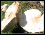 142_4257sc