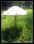 142_4263sc