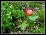 wild cloudberries