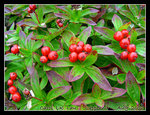 wild lingonberries