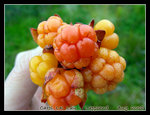 my handpicked wild cloudberries