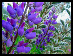 DSCN7029C1