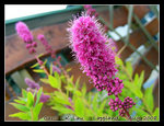 DSCN7031C1