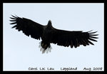 sea eagle @ trollfjord