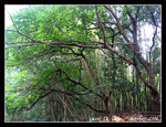 IMG_6404C1