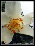IMG_6426C1