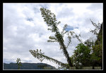 DSC_0204C1