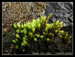 P3211454C2