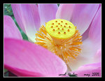 129_2938sc