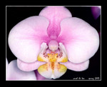 pink phalaenopsis (5.5cm W)