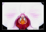 white hybrid with red lip (8cm W)