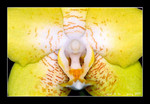 yellow phalaenopsis (6cm W)