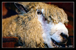 agrodome farm tour
