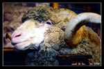agrodome farm tour