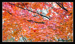 
紅葉@和歌山城