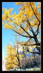 
osaka during foliage