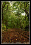 on the way to the Ngardmau waterfall
