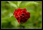 DSC_0191C1