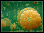 snorkeling at the jellyfish lake