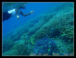 snorkeling at the rainbow coral garden