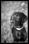curious pup