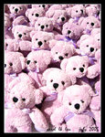 bears @ lavender festival