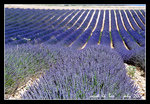 lavender fields in valensole