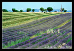 lavender fields @ valensole