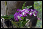 DSC_0119C1