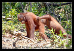 soooo psyched to see 4 of the 6 orang utan that day...
DSC_0128C1