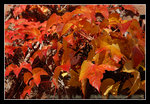 DSC_0687C1