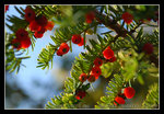 DSC_0706C1