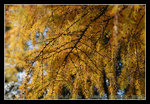 DSC_0709C1