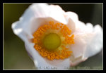 DSC_0756C1