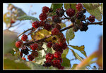 DSC_0791C1