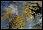DSC_0816C1