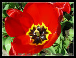 DSCN6388r1C1