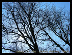 DSCN6392r1C1