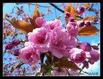 DSCN6562r1C1