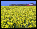 sooooo psyched to pass by all these blooming yellow fields  ; )