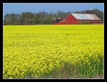 
locally named as 'Raps', these flowers are grown to produce canola oil