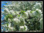 it was only after this trip did i know that cherry blossoms exist in Southern Sweden... soooo ignorant of me!!