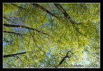 DSC_0166r1C1