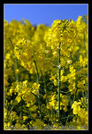 
close-up of Raps flowers
